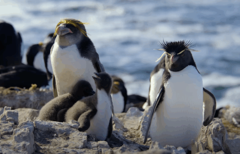 Against All Odds: Penguin Love Story Leads to Rare Hybrid Chicks